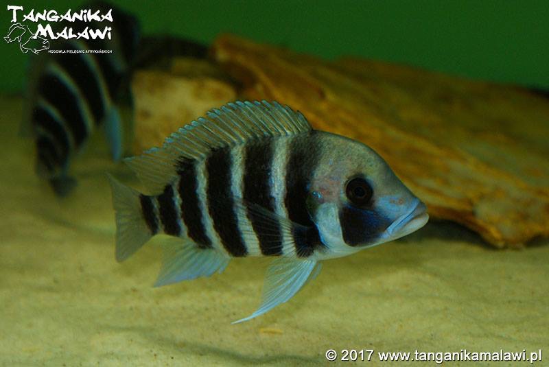 Cyphotilapia frontosa 'Kigoma'